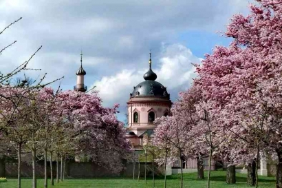 Menikmati Sakura di Taman Masjid Merah Kastel Schwetzingen