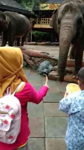 Bangga Berwisata di Indonesia: Healing yang Beredukasi untuk Anak di Taman Safari Indonesia, Cisarua Bogor Jawa barat
