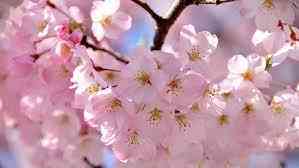 Hanami, Festival Tahunan Bunga Sakura di Jepang