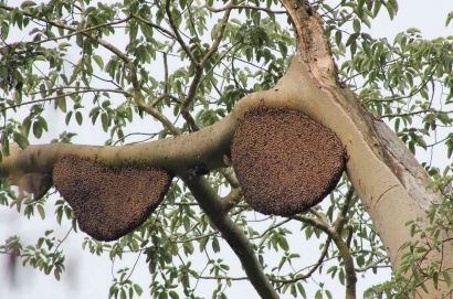 Cara Orang Wetar Menyelamatkan Diri dari Serangan Lebah Hutan