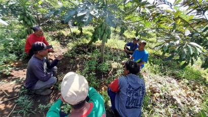 Pengembangan Kawasan Hortikultura Pepaya California Menuju Petani Indonesia Sejahtera