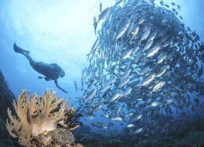 Menyelami Keajaiban Alam Bawah Laut Indonesia: Sebuah Petualang yang Tak Terlupakan