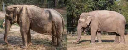 Stop Menunggangi Gajah! Gajah Bukan Satwa untuk Ditunggangi