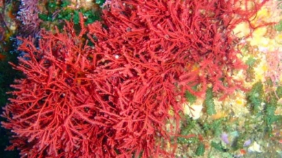 Berbagai Manfaat Rumput Laut Bagi Kecantikan dan Kesehatan Tubuh