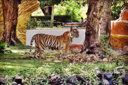Kebun Binatang Surabaya vs Taman Safari Perbandingan yang Bikin Geleng-geleng Kepala