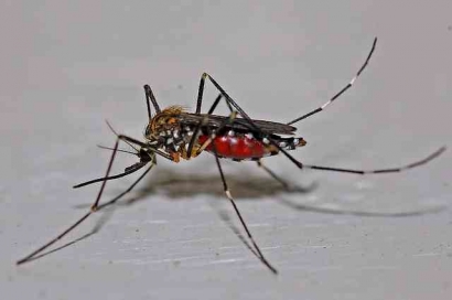 Manusia Bisa Berapa Kali Terkena Demam Berdarah Dengue (DBD)?