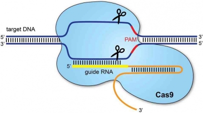 "Gunting" DNA untuk Melawan Kanker