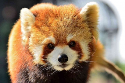 Mirip Rakun, Berikut 5 Fakta Unik Tentang Panda Merah