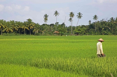 Peran dan Tantangan Sensus Pertanian 2023 dalam Menjawab Kebutuhan Data Pertanian di Indonesia