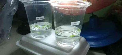 Eksperimen: Uji Fotosintesis Menggunakan Metode Uji Cakram Apung pada Daun