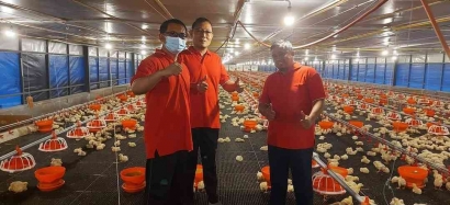 Ekspor Ayam Hidup Pertama dalam Sejarah Era Reformasi di Indonesia