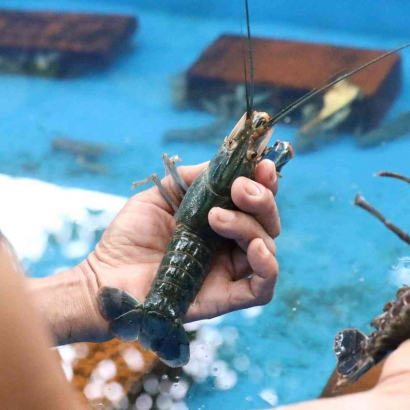 Budidaya Lobster Air Tawar (CrawFish) Berpotensi Memiliki Peluang Bisnis Tinggi