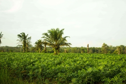 Peran dan Tantangan Sensus Pertanian 2023 dalam Menjawab Kebutuhan Data Pertanian di Indonesia