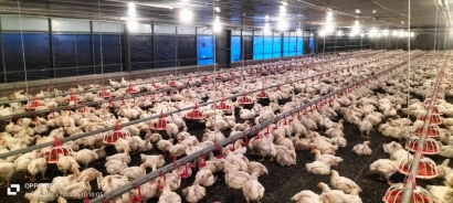 Analisis Penyebab Mahalnya Harga Daging Ayam di Bintan