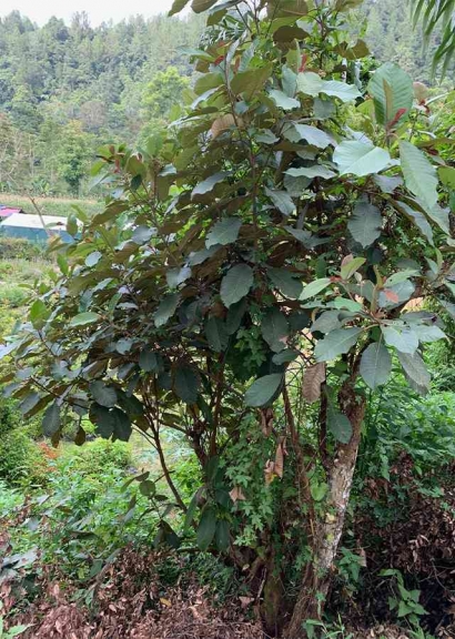 Mengenal Daun Pirdot sebagai Tanaman Herbal dari Sumatera Utara