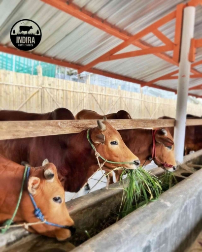 Indira Cattle Ranch Pelopor Perusahaan Pemuliaan Sapi Madura di Daerah Bandung Barat