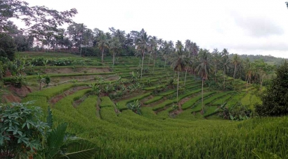 Saung Moderat Wisata Ekologi Ubud Balinya Pangandaran