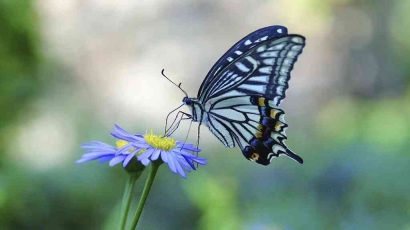 Butterfly: A Fascinating of Beauty and Fragility