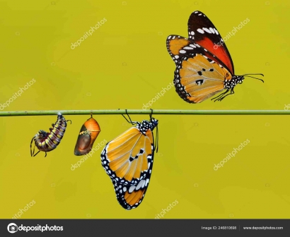 The Extraordinary Metamorphosis of Butterflies