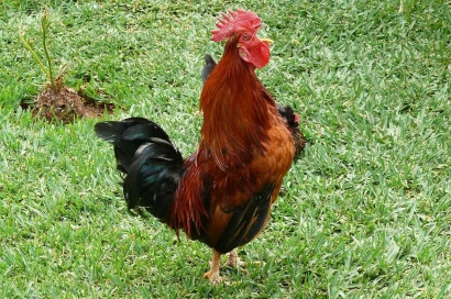 Ayam Jago dari Kampung