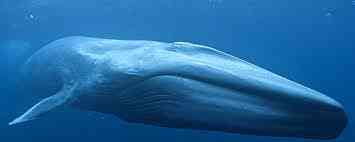 Blue Whale: Majestic Giant of The Ocean