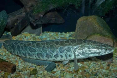 Mengenal Northen Snakehead: Predator Invasif yang Mengerikan