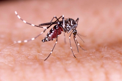 Meneguhkan Komitmen Melawan Demam Berdarah Dengue