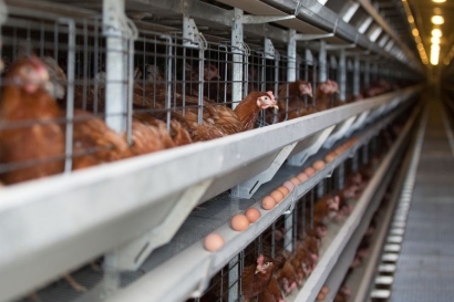 Ayam Halaman: Dari Kompos Hingga Telur dan Daging