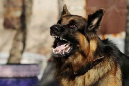 Kasus Rabies: Anjing Juga sebagai Korban