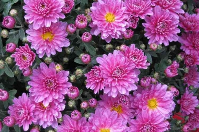 Menengok Lebih Jauh Seputar si Cantik nan Populer Bunga Krisan (Chrysanthemum)