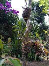 Kisah Bunga Anggrek yang Menempel di Pohon Tua