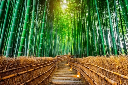 Dampak Memboyong Konsep Hutan Bambu Arashiyama, Jepang ke Magetan, Indonesia