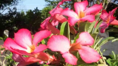 Tips Merawat dan Manfaat Menanam Bunga Kamboja Jepang
