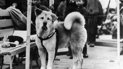 Kesetiaan Hachiko Cerminan Masyarakat Jepang