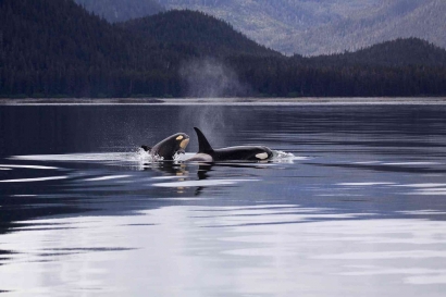5 Fakta Unik Paus Orca yang Jarang Diketahui