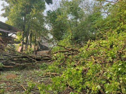 Mahasiswa KKN MIT Membantu Proses Evakuasi Pohon Tumbang di Bendan Duwur Semarang
