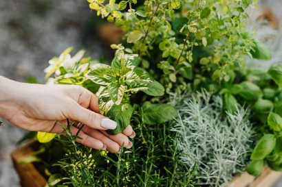 Kenali Beberapa Jenis Tanaman Obat yang Bisa Ditanam Sendiri dalam Kebun di Rumah!