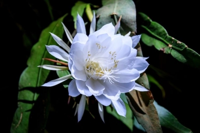 Bunga Wijaya Kusuma: Dari Mitologi, Batik Cilacap, Pengobatan Alternatif, hingga Resep Kreasi