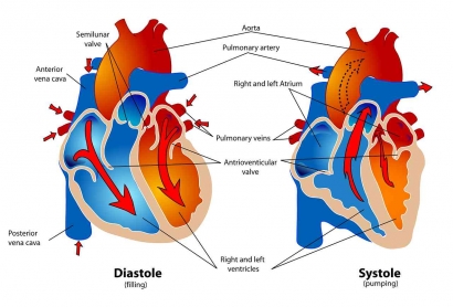 Pengaruh Faktor Lingkungan dalam Patobiologi Penyakit Kardiovaskular
