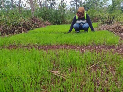 Ngahuma: Pertanian Subsisten Orang Sunda di Dalam Hutan