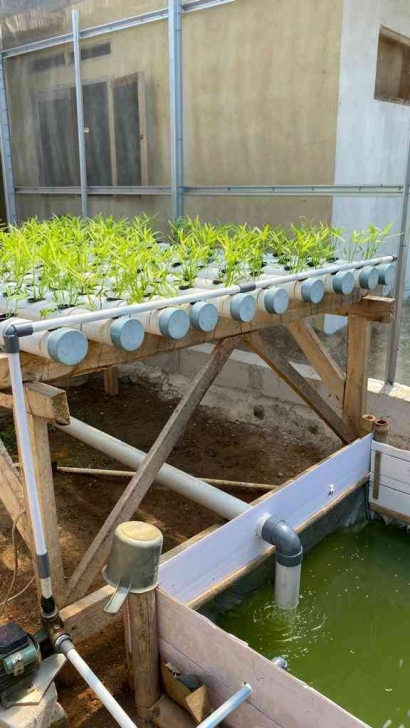 Mahasiswa KKNT Inovasi IPB University Menerapkan Sistem Pertanian Aquaponic