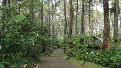 Wisata Hutan Pinus di Bandung