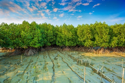 Mangrove: Hutan Bakau yang Berharga untuk Masa Depan