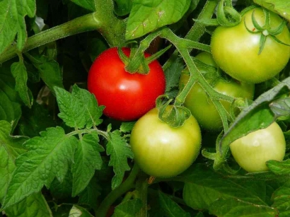 Bagaimana Cara Penyiraman Tanaman Tomat yang Tepat?