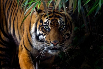 Harimau dan Orang Kerinci, Sebuah Hubungan Magis-Religius