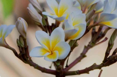 Tak disangka! Sering Dianggap Mistis Ternyata Bunga Kamboja Memiliki Manfaat untuk Kesehatan