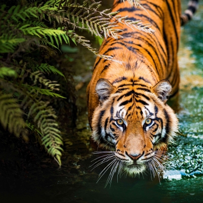 Global Tiger Day: Menyalakan Harapan untuk Harimau Liar