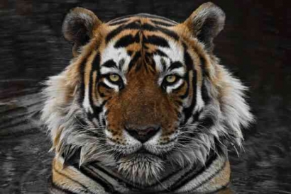 Global Tiger Day, WWF-Indonesia: Harimau Hewan Liar Bukan Hewan Peliharaan