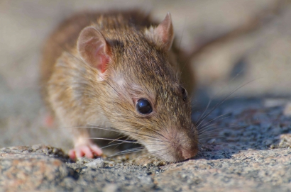 Cara Mencegah Tikus Mampir ke Rumah