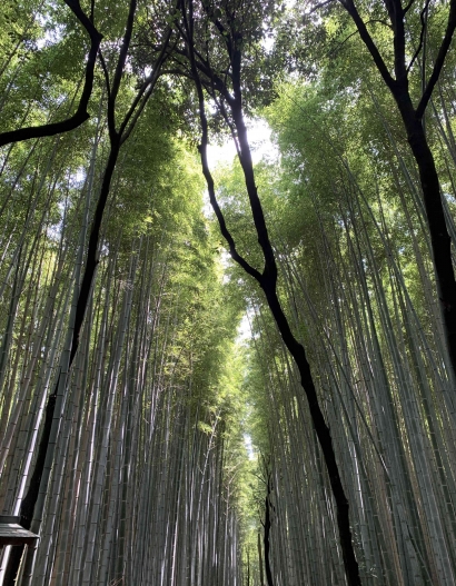 Kyoto: Kunjungan Singkat ke Arashiyama Bamboo Grove dan Gion District